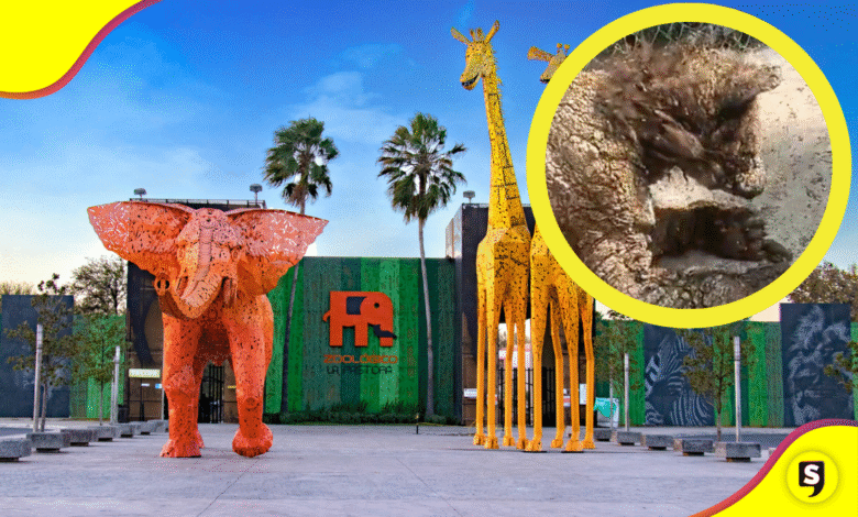osa zoológico de Monterrey