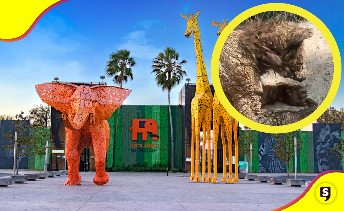osa zoológico de Monterrey