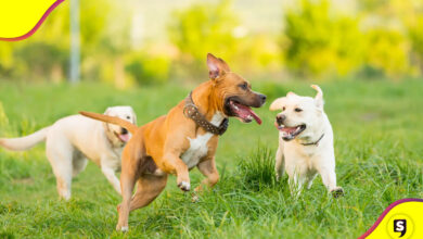 pastillas para alargar la vida de los perros