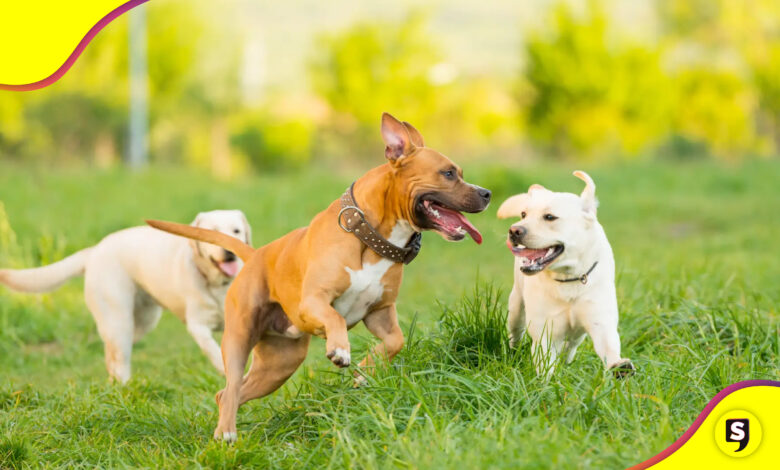 pastillas para alargar la vida de los perros