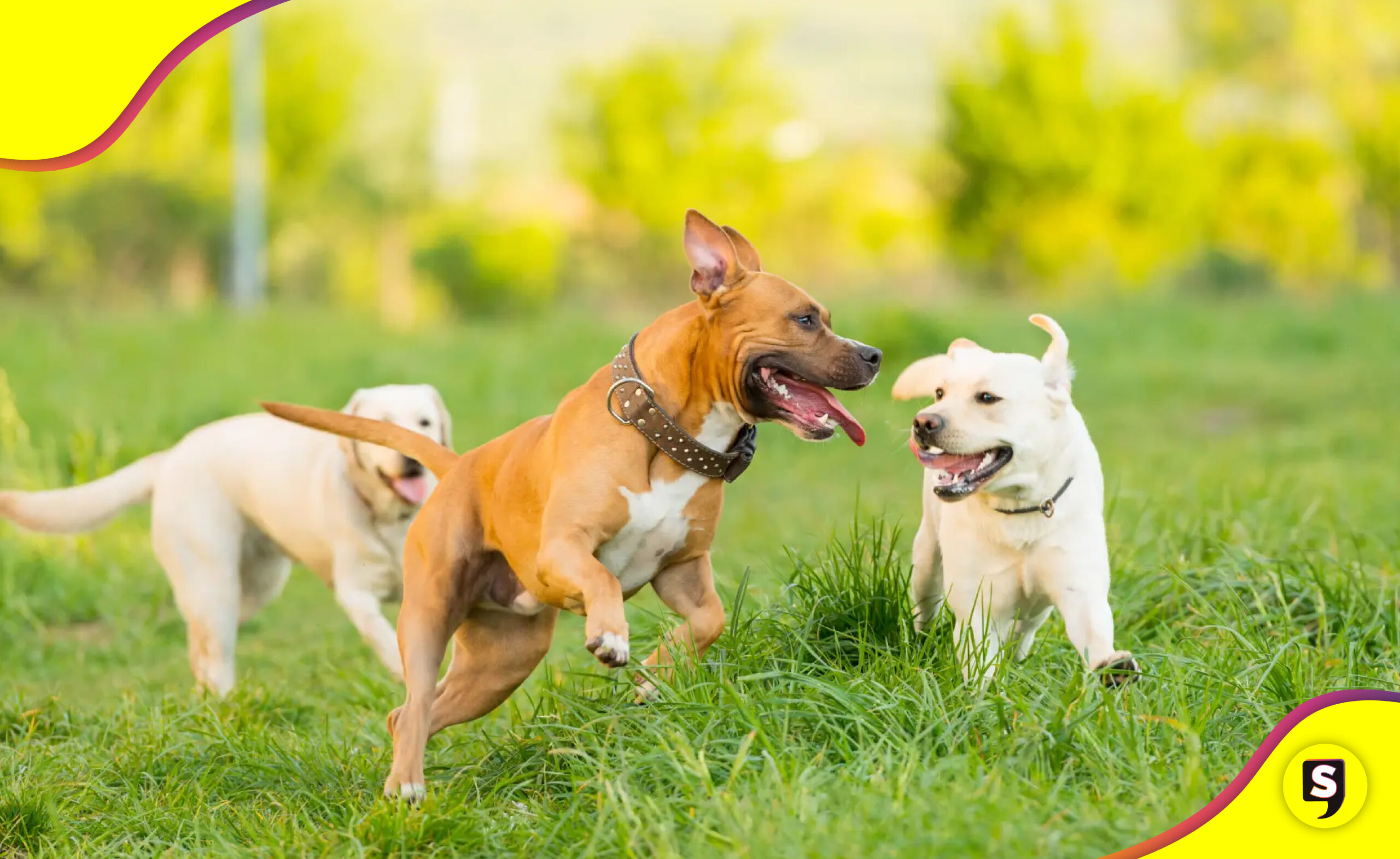 pastillas para alargar la vida de los perros