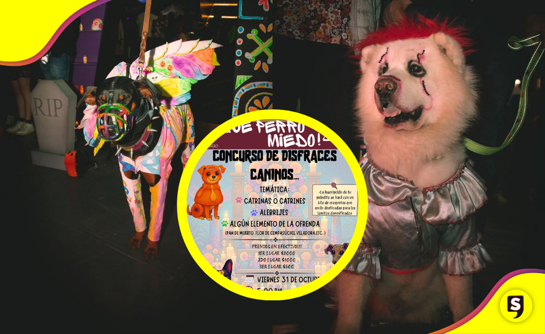 Tulancingo celebra Día de Muertos con concurso de disfraces caninos