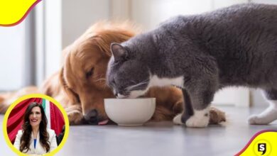 IVA alimentos y medicinas para mascotas