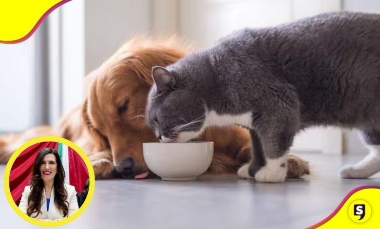 IVA alimentos y medicinas para mascotas