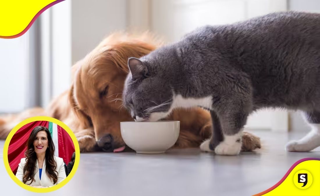 IVA alimentos y medicinas para mascotas