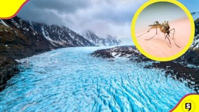 Islandia mosquitos
