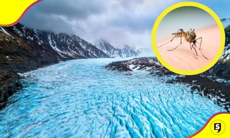 Islandia mosquitos