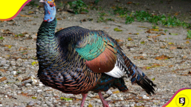 Conoce al pavo ocelado: el guajolote maya que parece salido de un sueño.