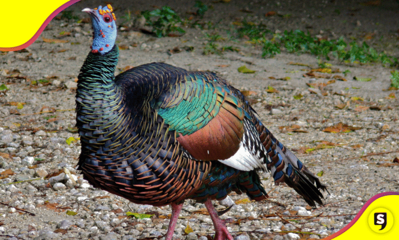 Conoce al pavo ocelado: el guajolote maya que parece salido de un sueño.