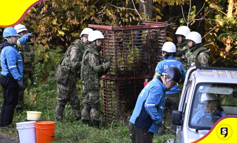 Japón ataques de osos