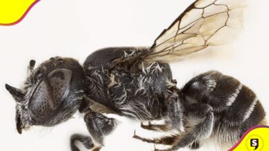 La abeja Lucifer Australia