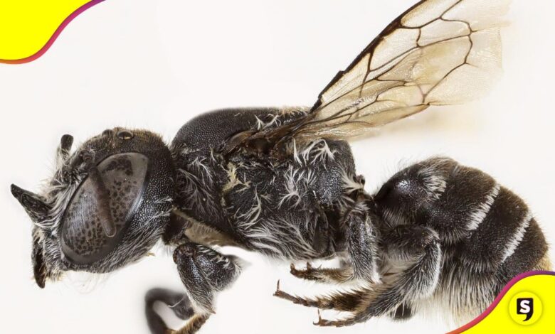 La abeja Lucifer Australia