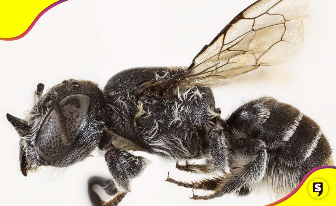 La abeja Lucifer Australia