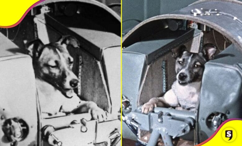 Laika perrita