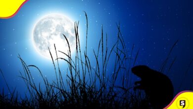 Luna de Castor 2025