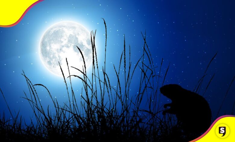 Luna de Castor 2025
