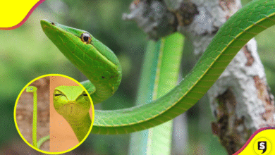Conoce a la serpiente liana, la maestra del disfraz que te juzga con la mirada.
