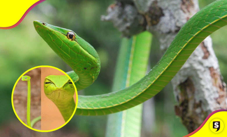 Conoce a la serpiente liana, la maestra del disfraz que te juzga con la mirada.