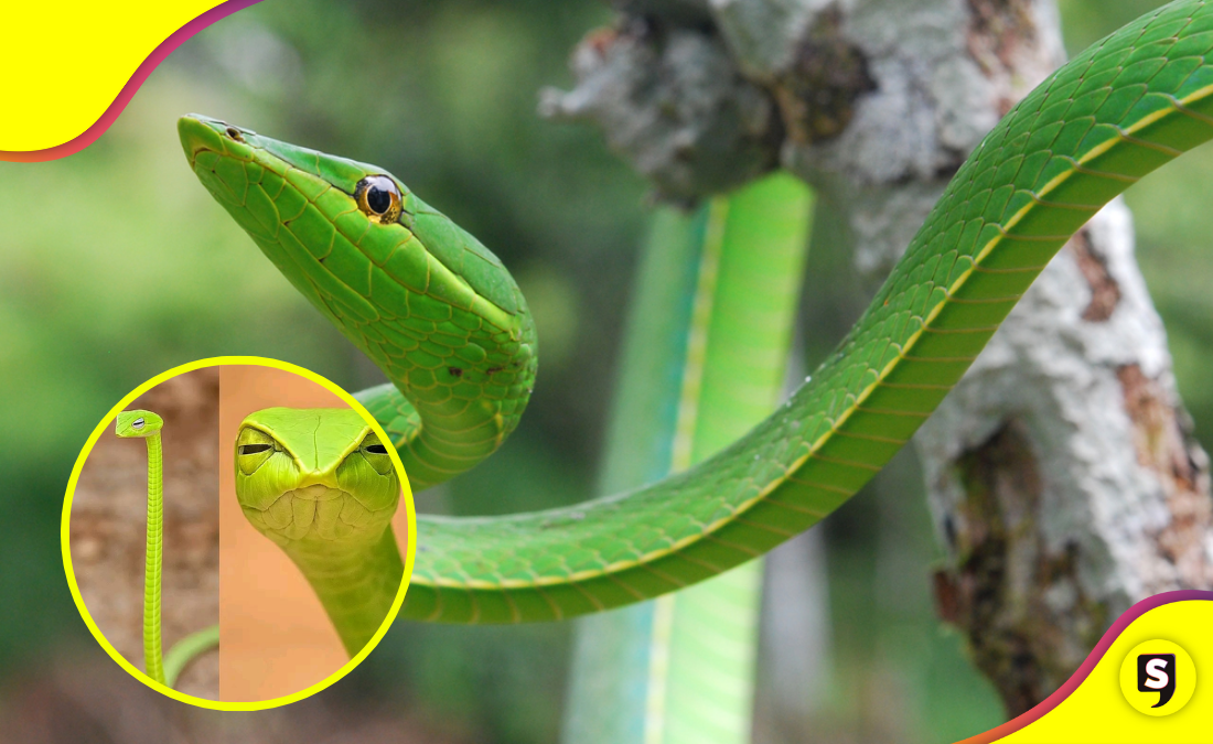 Conoce a la serpiente liana, la maestra del disfraz que te juzga con la mirada.