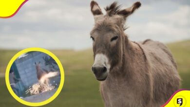 pirotecnia a un burro en Querétaro