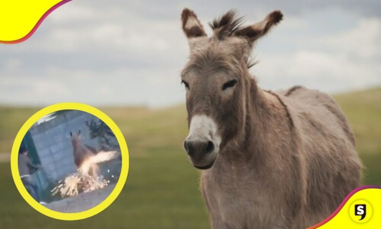 pirotecnia a un burro en Querétaro