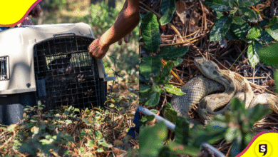 Liberación de 26 ejemplares de fauna silvestre en 'Las Navajas', Epazoyucan