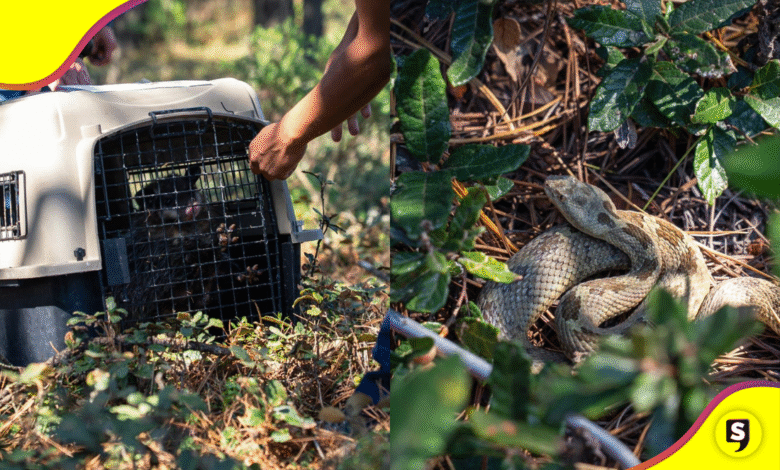 Liberación de 26 ejemplares de fauna silvestre en 'Las Navajas', Epazoyucan
