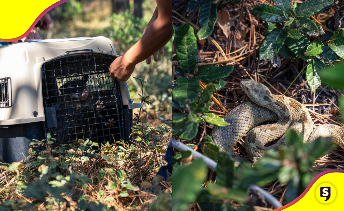 Liberación de 26 ejemplares de fauna silvestre en 'Las Navajas', Epazoyucan