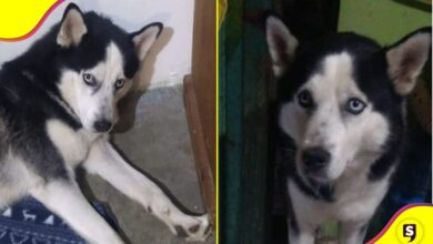 Coraje perrito Tulancingo