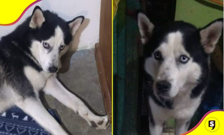 Coraje perrito Tulancingo
