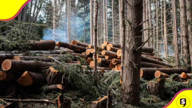El primer país en prohibir la deforestación.