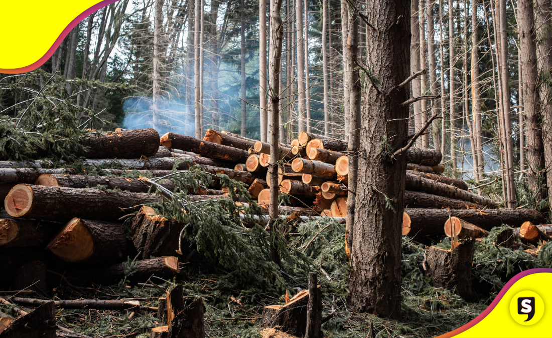 El primer país en prohibir la deforestación.