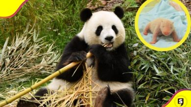 Indonesia primer panda gigante
