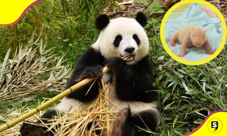 Indonesia primer panda gigante