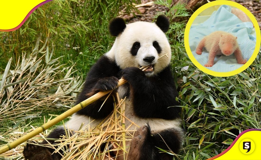 Indonesia primer panda gigante