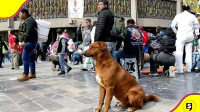 Operativo Perrito Peregrino 2025
