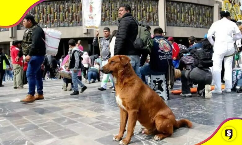 Operativo Perrito Peregrino 2025