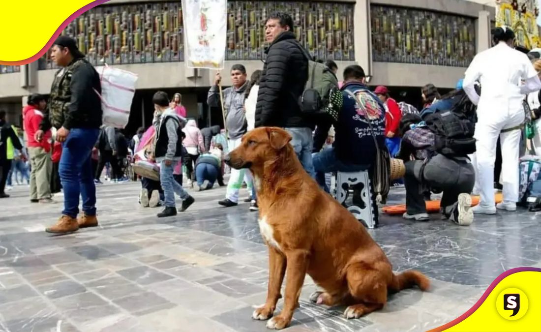 Operativo Perrito Peregrino 2025