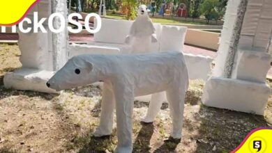 Oso Crikoso de Nayarit