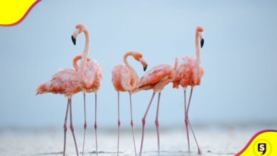 flamencos Lago de Texcoco