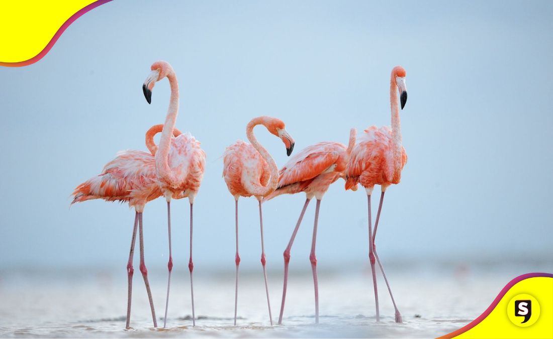 flamencos Lago de Texcoco