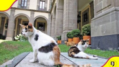 gatitos elegantes Palacio Nacional