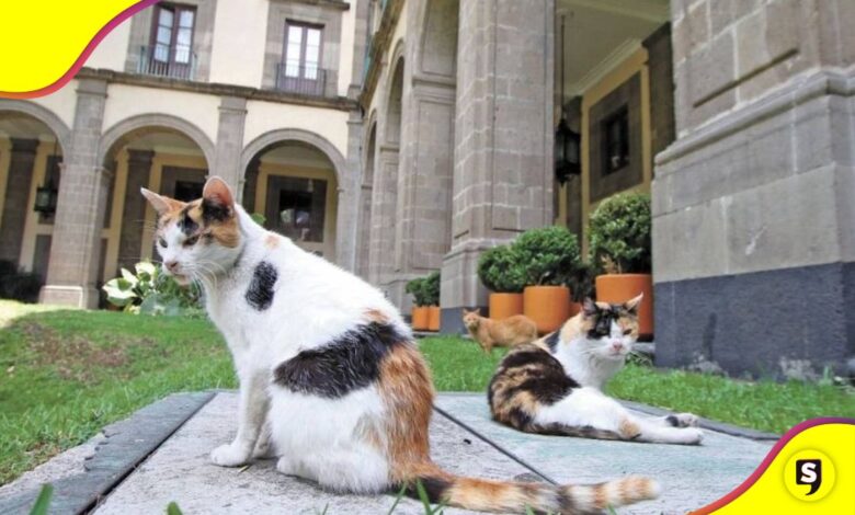 gatitos elegantes Palacio Nacional