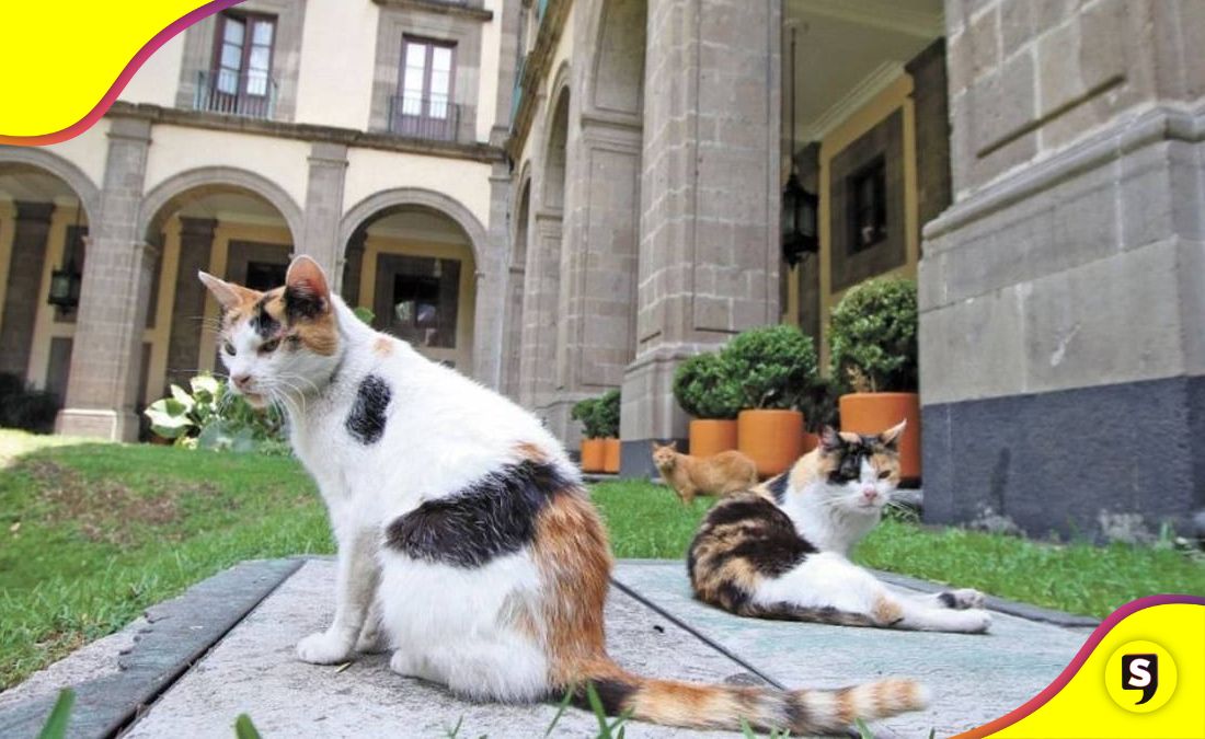 gatitos elegantes Palacio Nacional