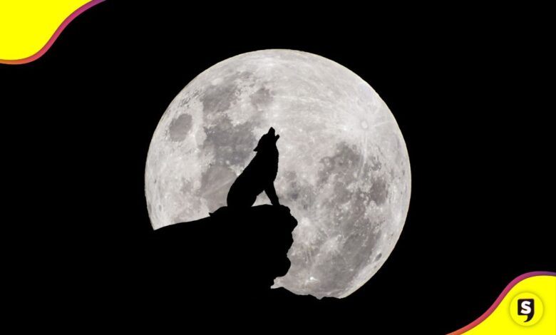 2026 Luna de Lobo