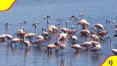 Cartagena flamencos