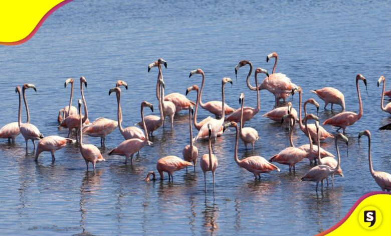 Cartagena flamencos
