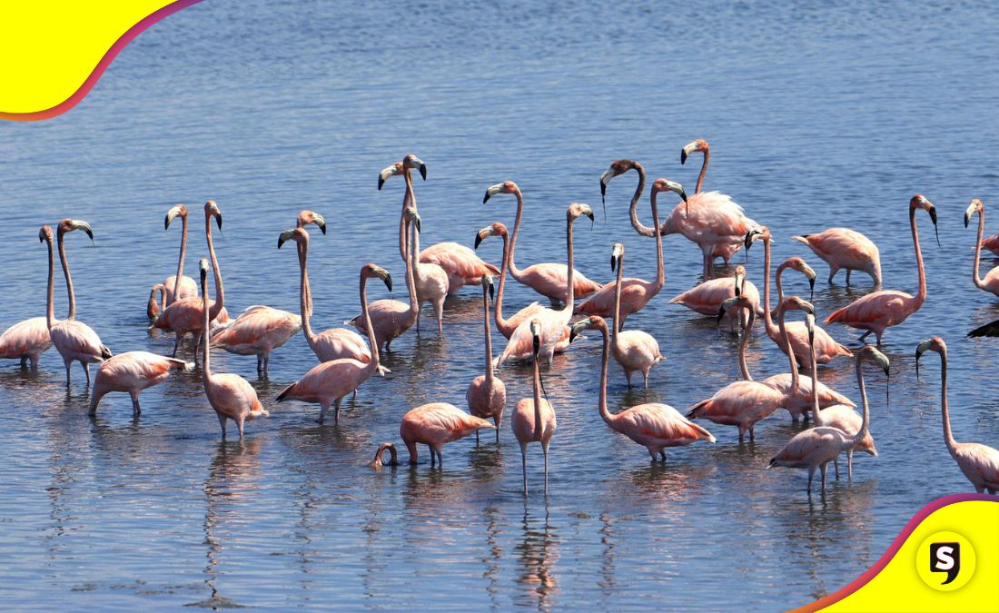Cartagena flamencos