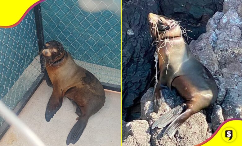 Lobo marino Sonora Profepa