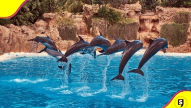 México delfines Ley Mincho